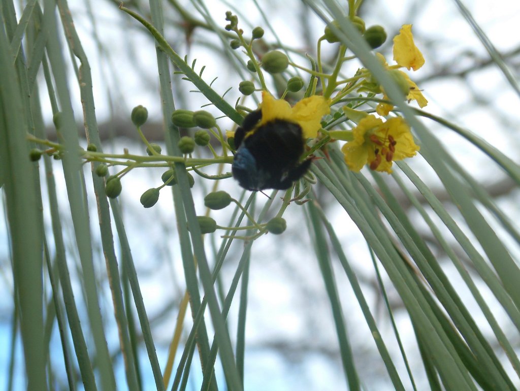 04-Parkinsonia or Jeruzalem Thorn with beetle.jpg - Parkinsonia or Jeruzalem Thorn with beetle